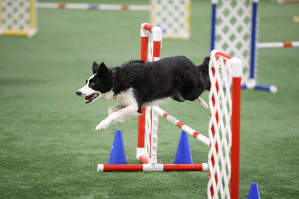 black and white border collie jumping