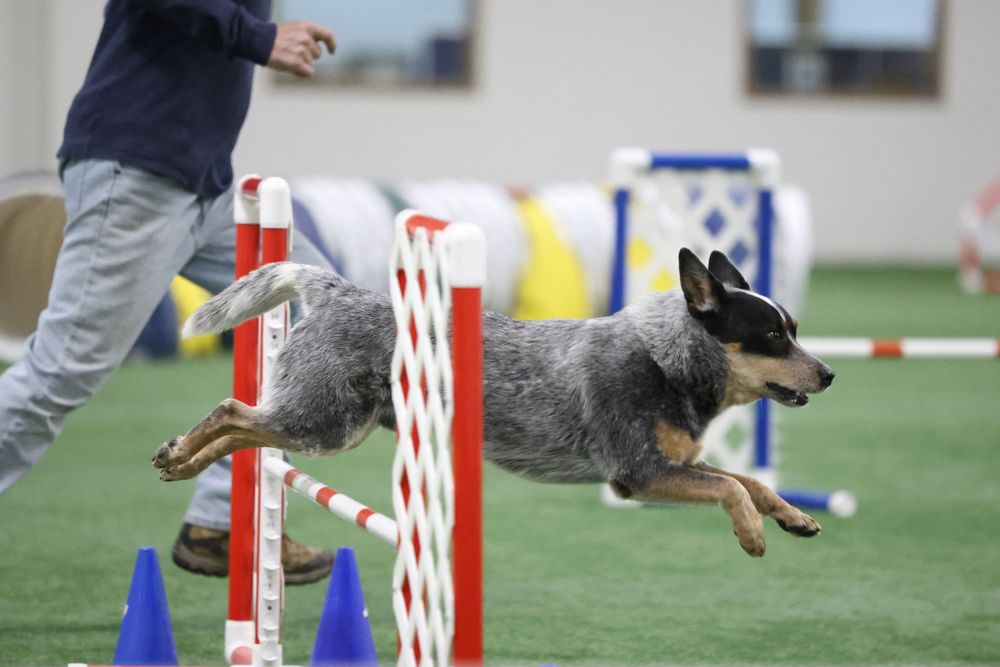 blue merle Australian cattle dog jumping