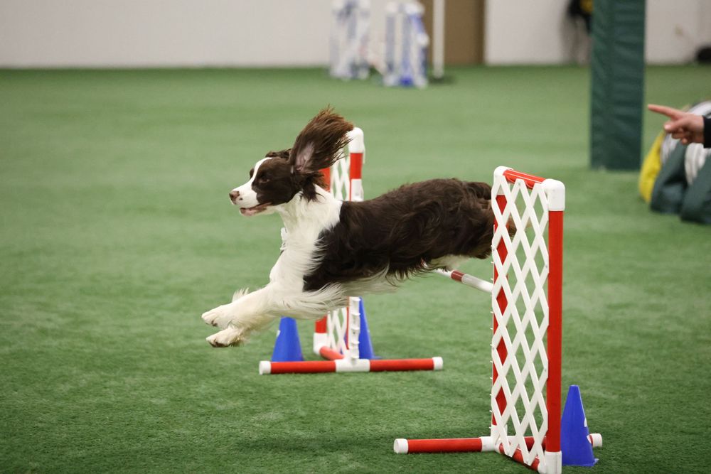 liver English springer spaniel jumping