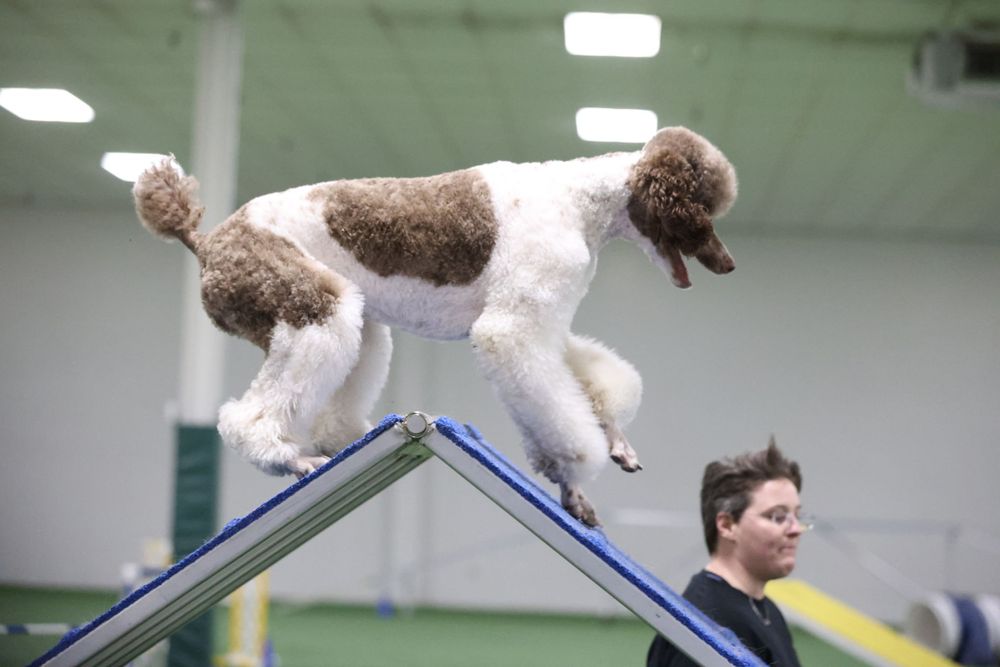 parti poodle over A frame