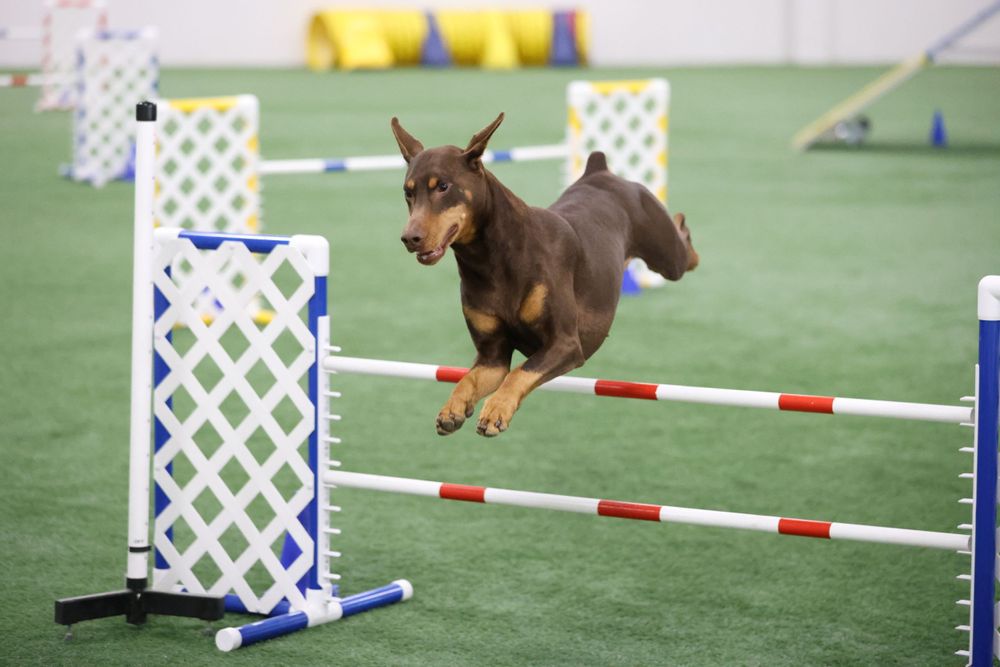 liver doberman jumping