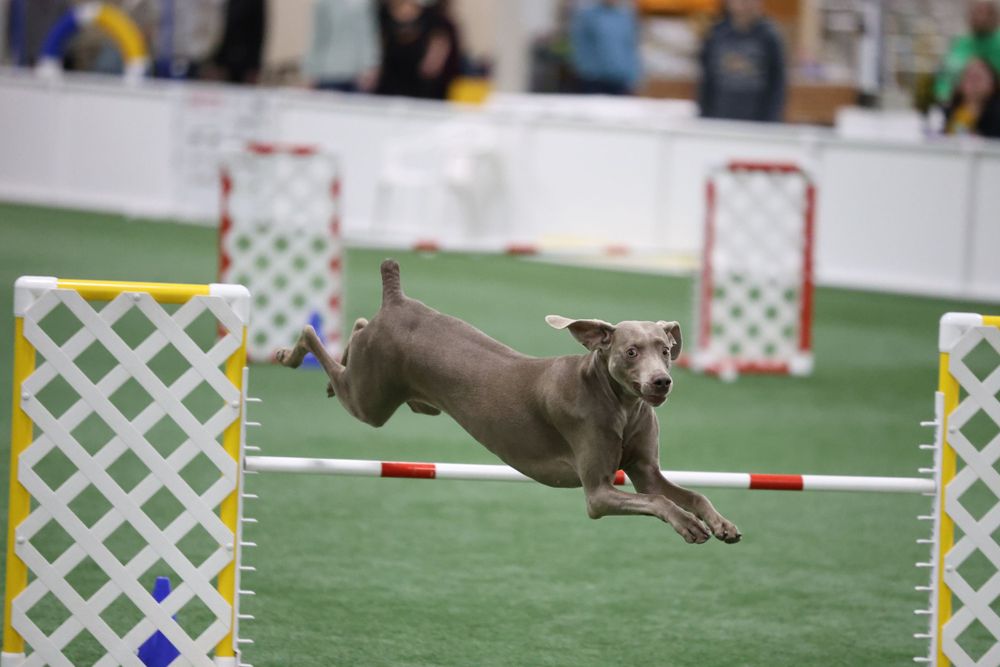 weimaraner jumping