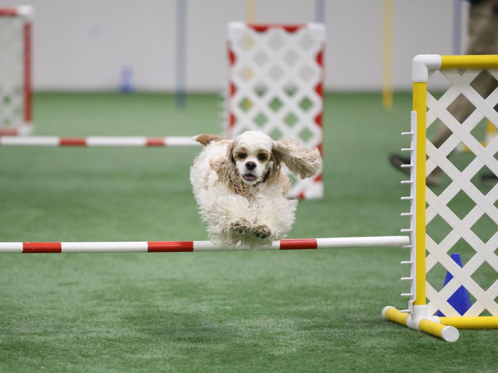 white cocker spaniel jumping