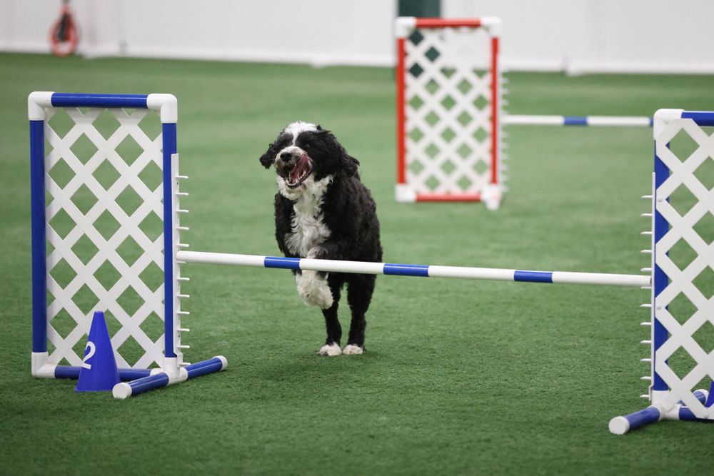 Portuguese water dog jumping