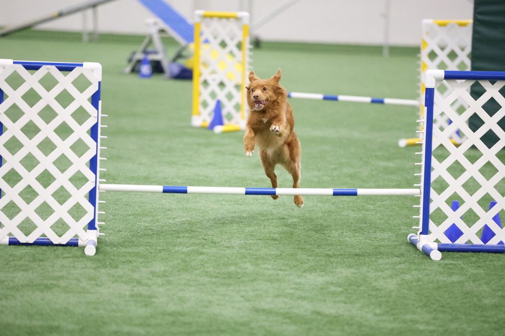 Nova Scotia duck tolling retriever jumping