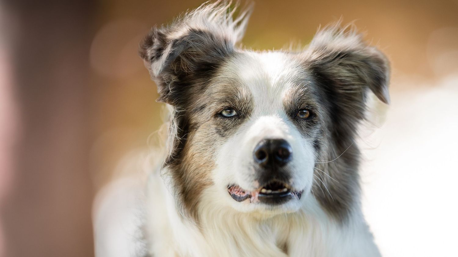 foto; fotografia; cane; fotografo; fotografo Firenze; Firenze; dog; dog photographer; photo; fotografo di cani; fotografo cani; cane;