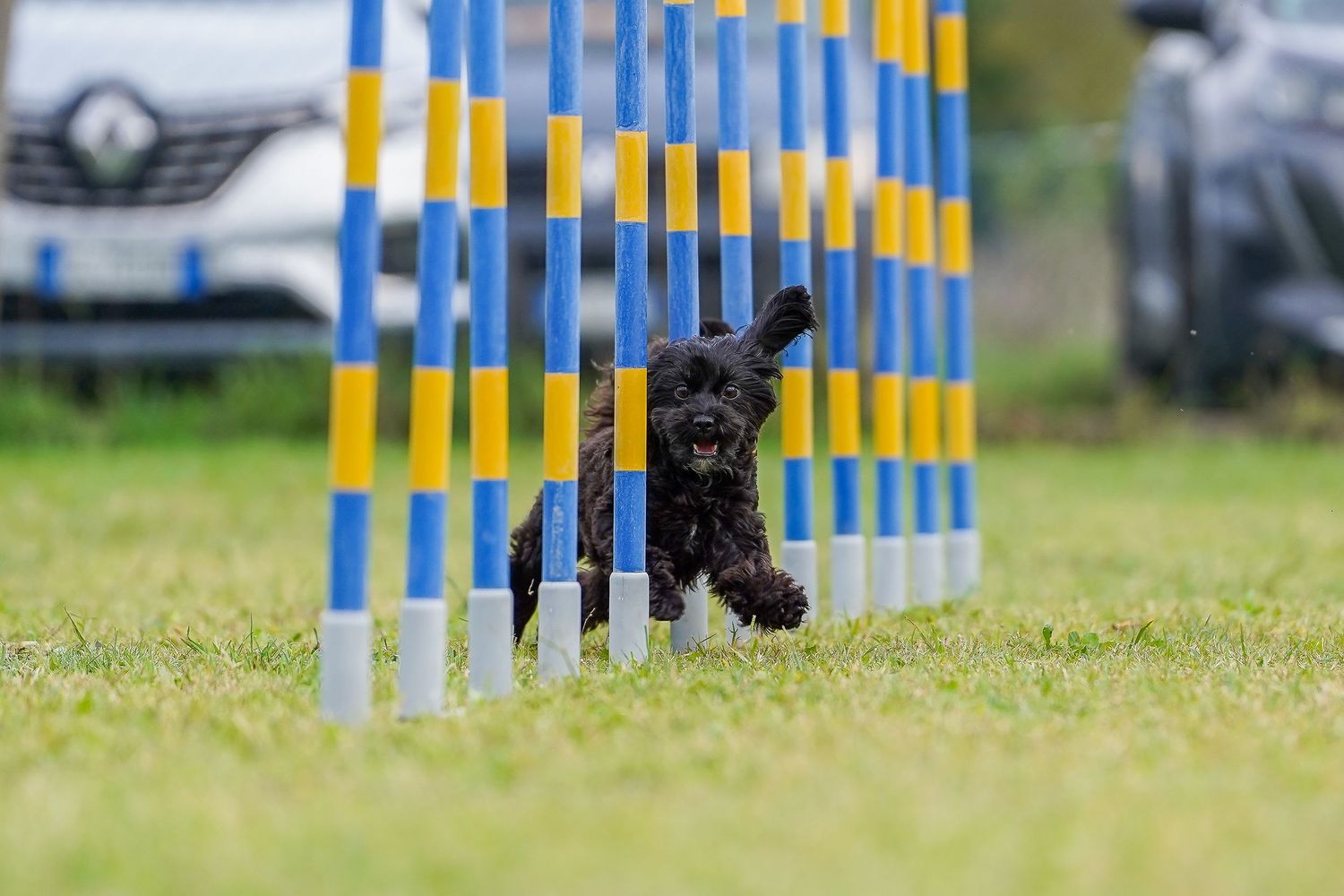 foto; fotografia; cane; fotografo; fotografo Firenze; Firenze; dog; dog photographer; photo; fotografo di cani; fotografo cani; cane;