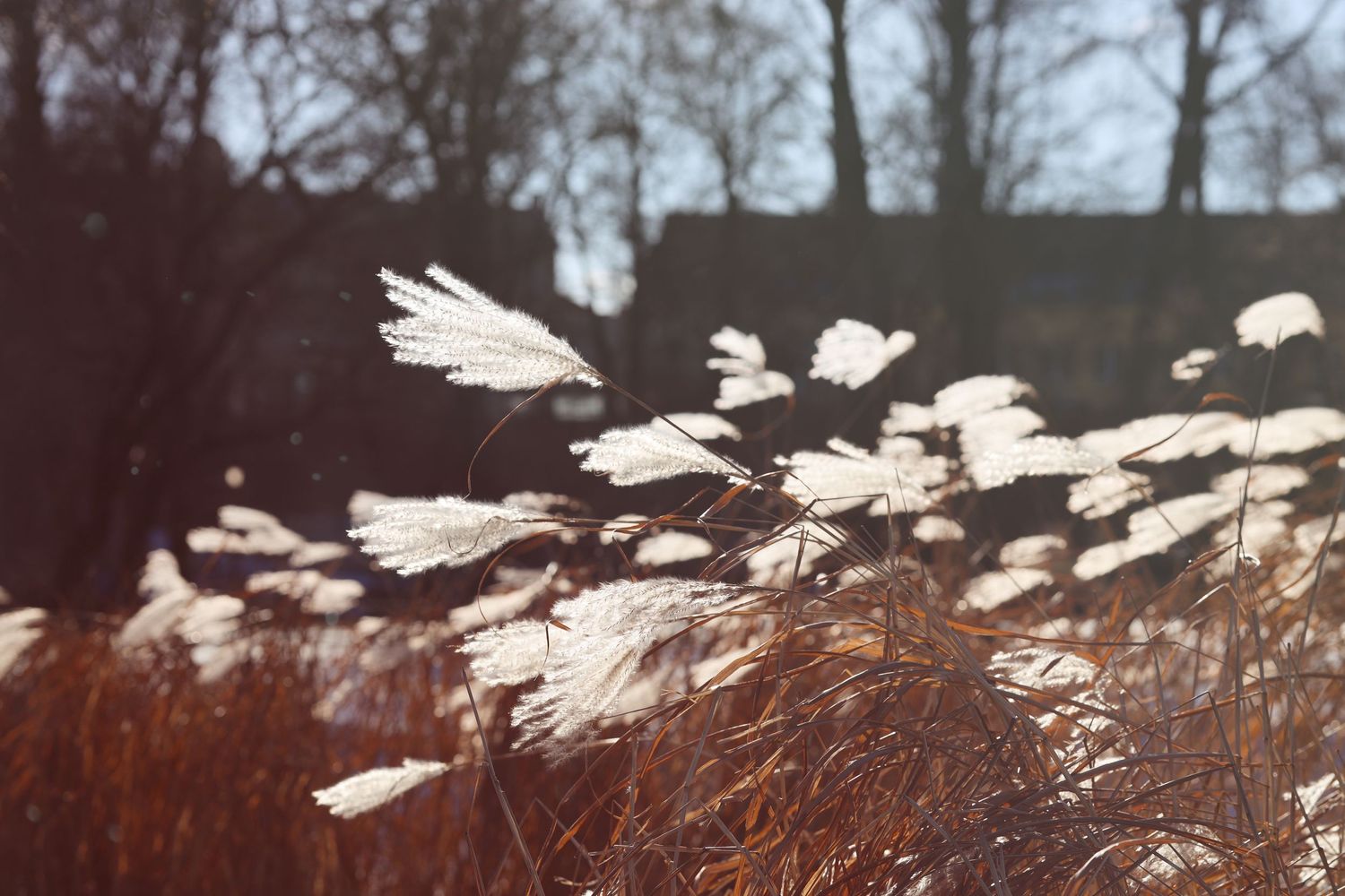 Reeds or cattails sway in the wind. Autumn vibe. Fluff particles fly away in the wind