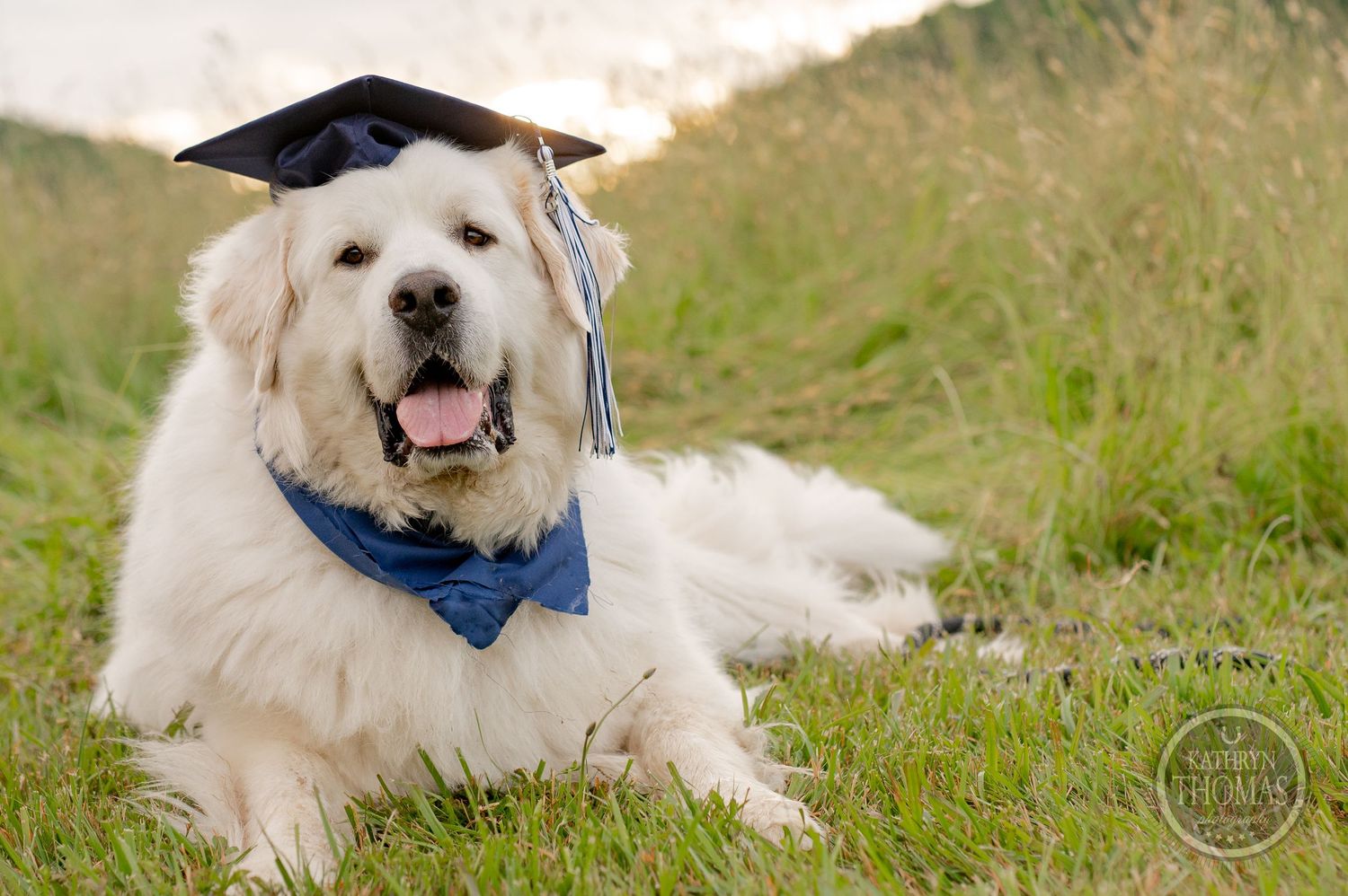 White fluffy dog wears graduation cap and blue bandana while lying in grass.