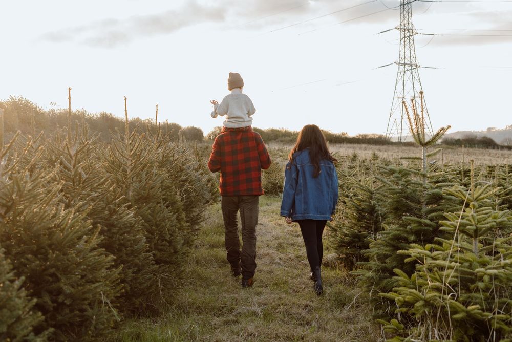 Dad with 2 year old son sitting on his shoulders walking next to mum through a Christmas tree farm at sunset