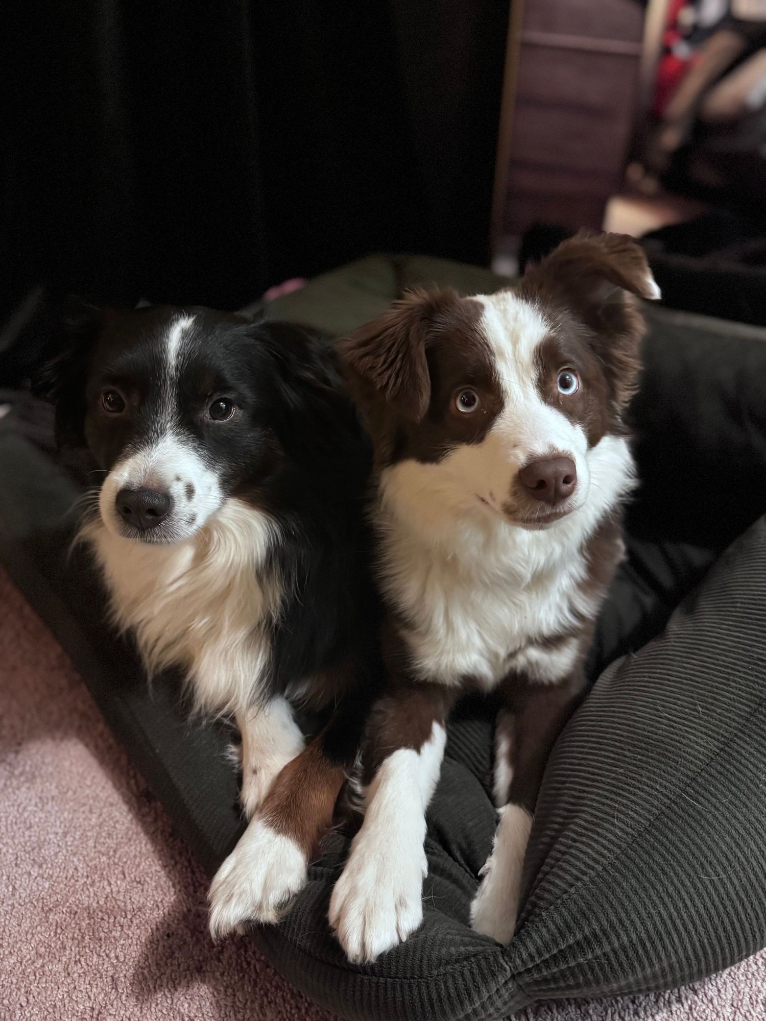Two brown and white border collies lying close together on a gray couch cushion.
