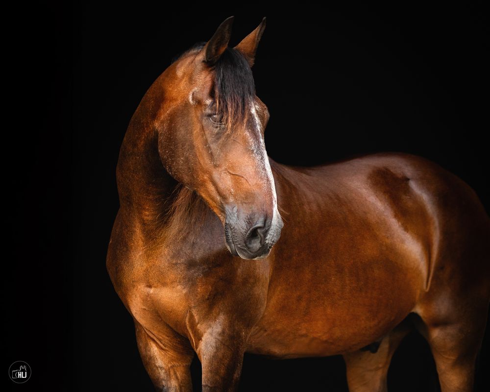 A majestic bay horse stands in dramatic lighting against a black background, showcasing its muscular profile.