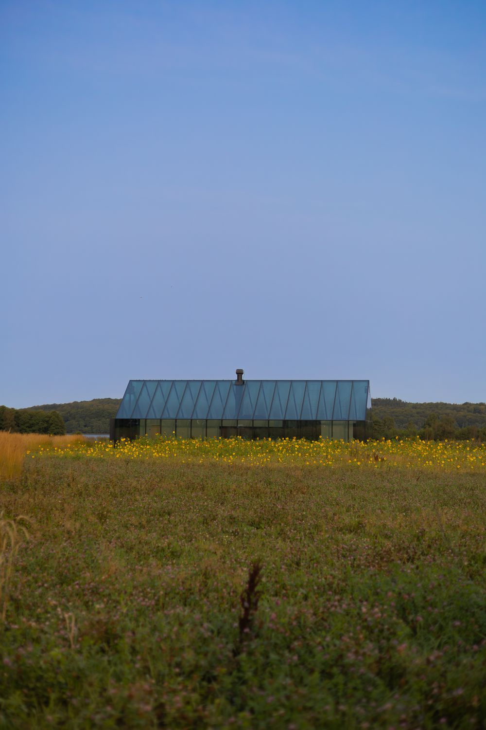 Modern glass building in a field of yellow wildflowers at dusk.