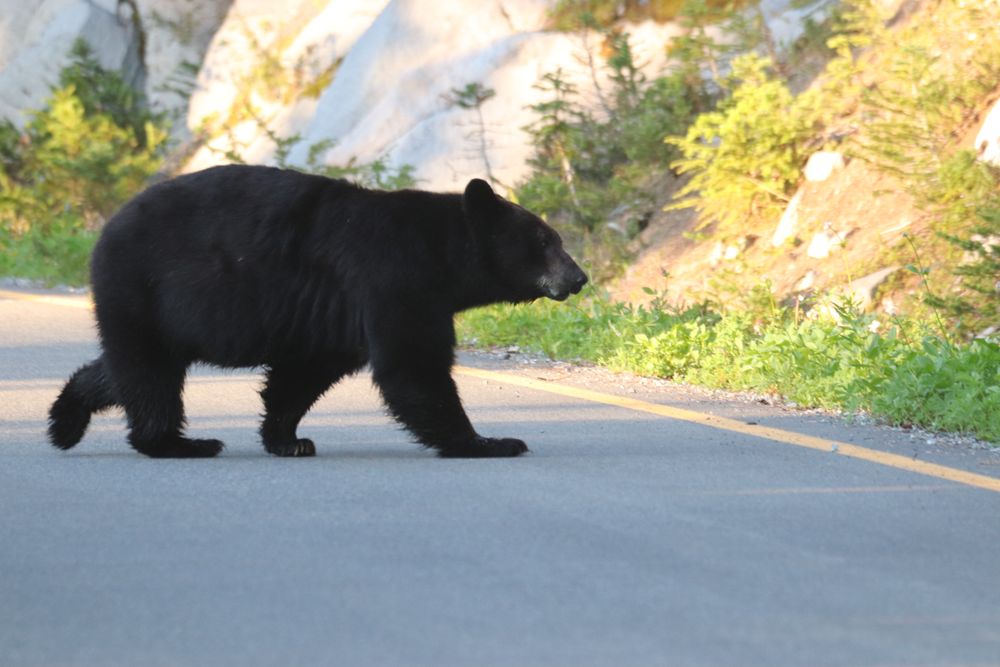 A black bear crosses an empty road with rocky cliffs and green shrubs in the background.