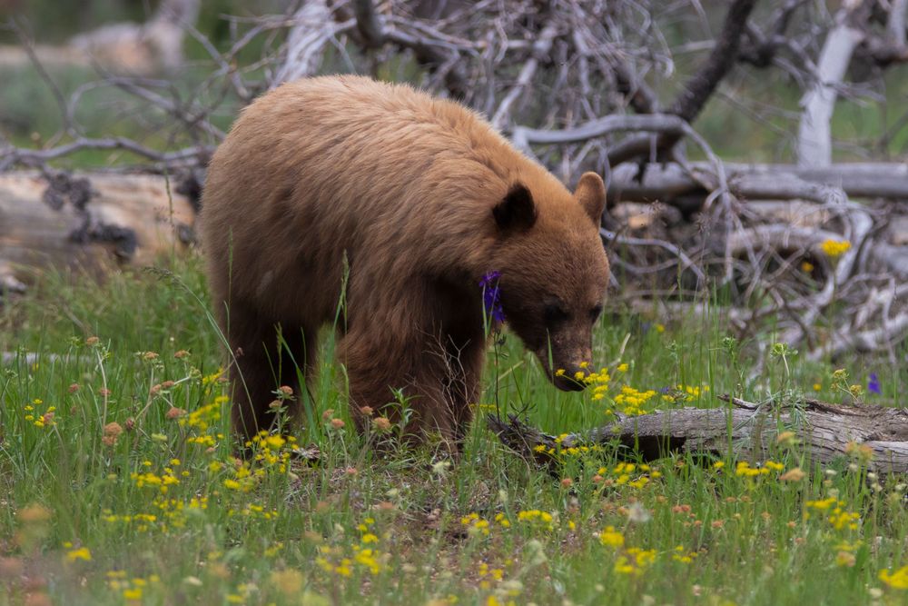 A brown cinnamon black bear sniffs yellow wildflowers in a lush green forest meadow.