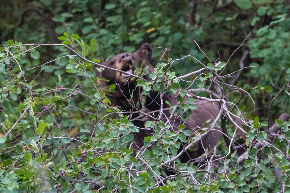 A bear partially hidden among dense green leafy branches and shrubs in a forest.