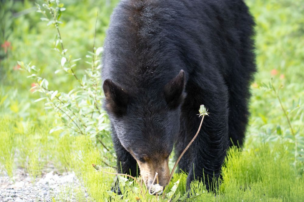 A black bear forages through bright green grass, sniffing low-growing plants and wildflowers.