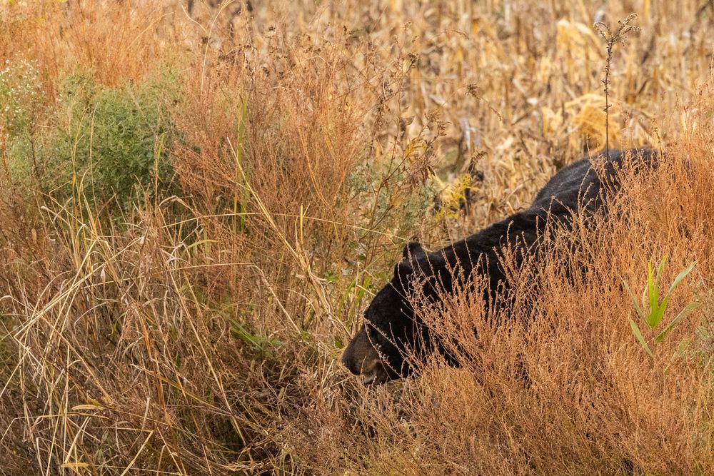A black bear partially hidden among tall dry autumn grasses and brush.