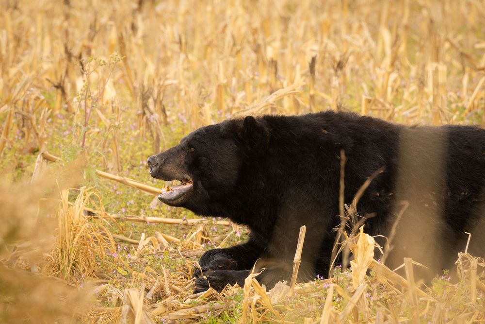 A black bear chewing on corn stalks while foraging in a golden autumn field.