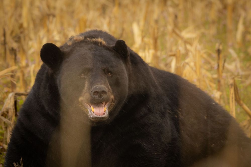Large black bear with open mouth among golden corn stalks in autumn field.