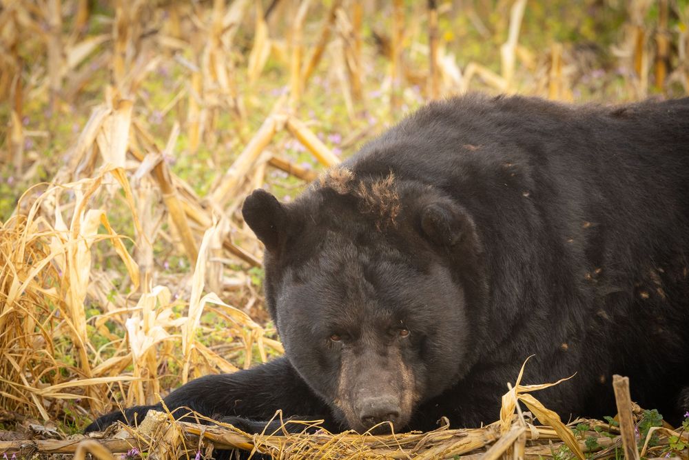 Black bear resting low among dry golden corn stalks in autumn field.
