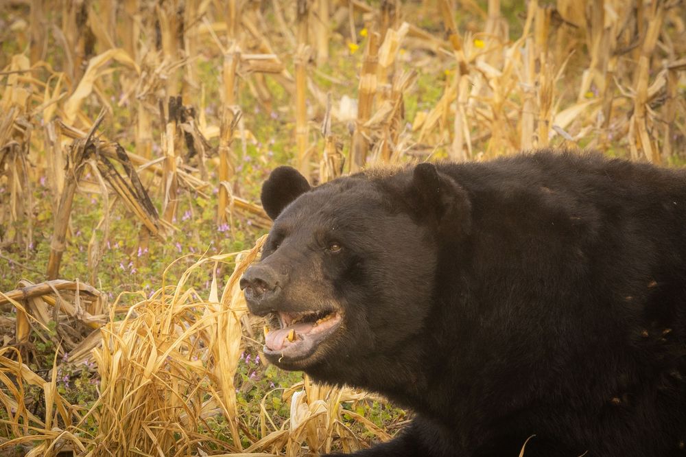 Black bear with open mouth moving through dry golden corn stalks.