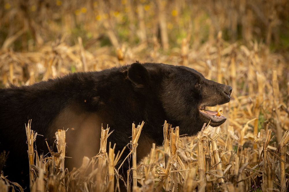Side profile of black bear with open mouth in golden cornfield.