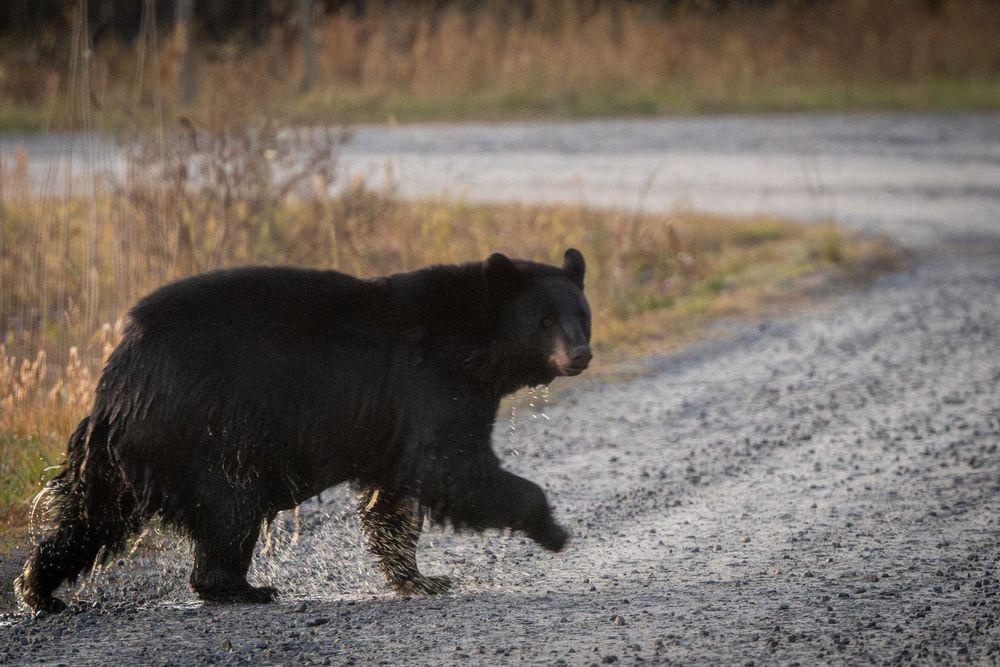 Black bear crossing a gravel road in autumn wilderness setting.