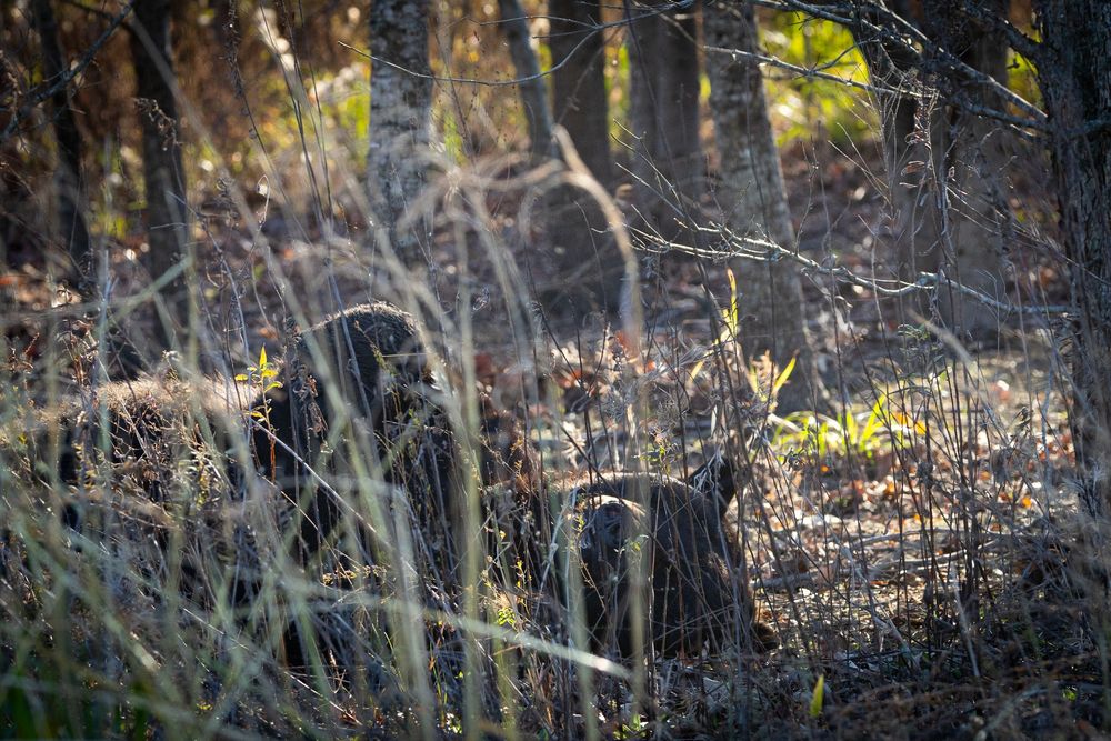 Black bear camouflaged among bare trees and dry brush in dense forest undergrowth.