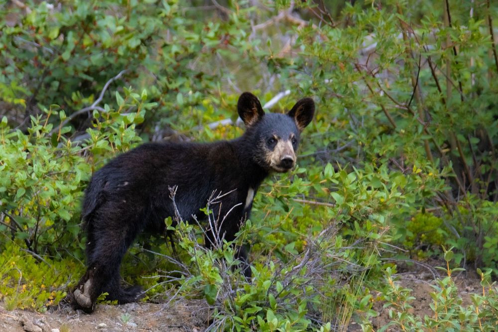 A young black bear cub stands alert among dense green shrubs in the wild.