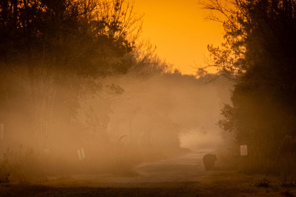 Misty golden sunrise over rural road with black bear silhouette in distance.
