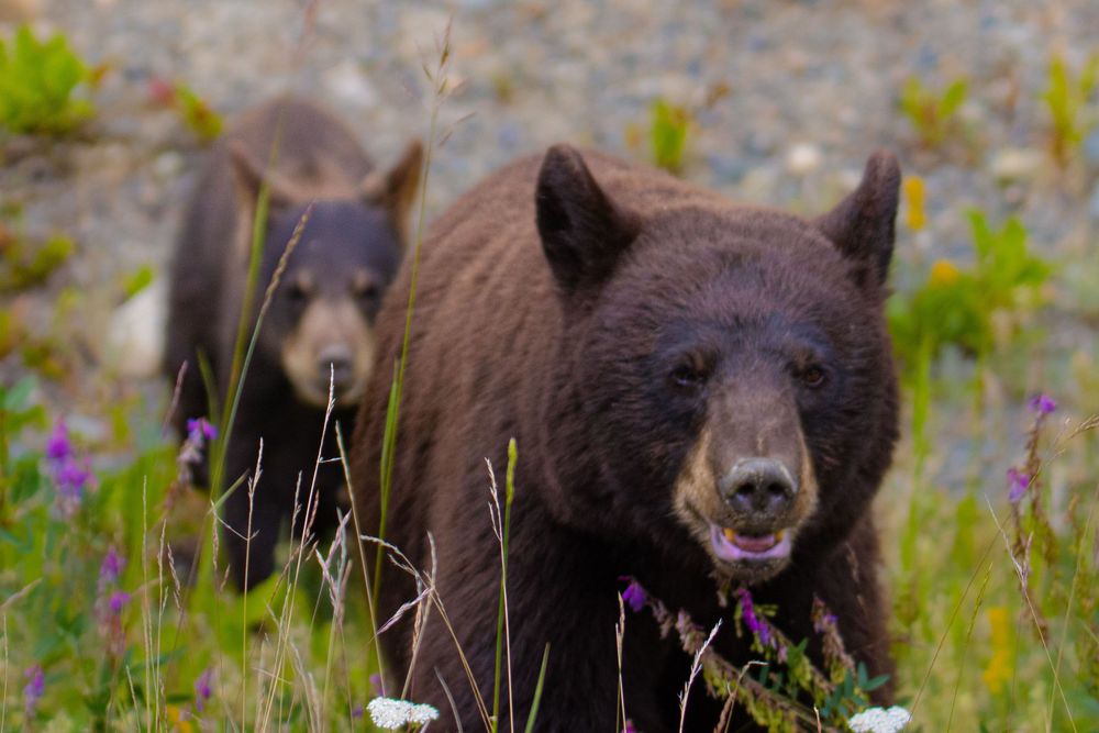 Two brown black bears walk through a colorful wildflower meadow with pink and white blooms.