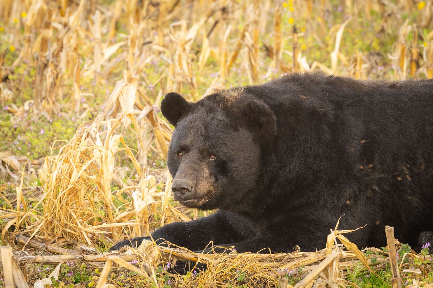 Cory J. Cravatta photo depicting a Black Bear and cub running through fireweed in Yukon Territory Canada