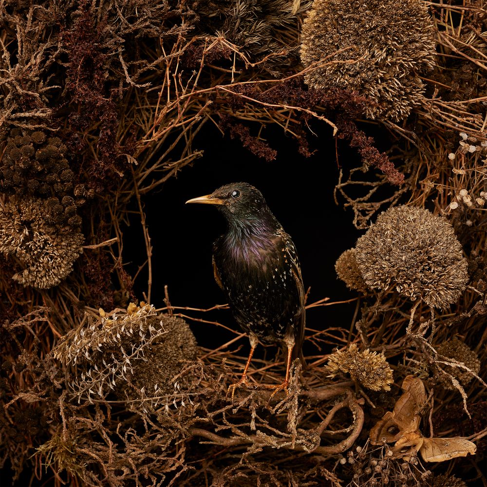 fine art photo of a starling