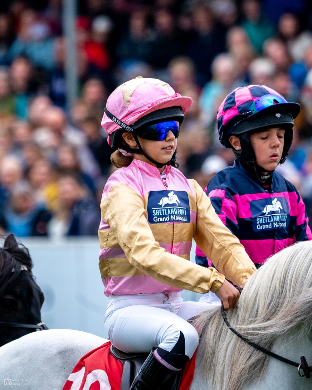 Young jockeys lined up for the Shetland Pony Grand National, wearing pink and navy racing silks on their ponies before the start of the race