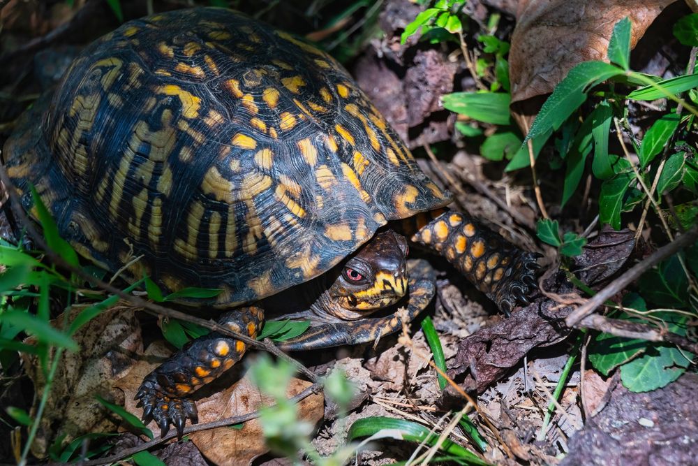 A colorful Eastern Box Turtle with intricate shell patterns rests among green foliage and fallen leaves on the forest floor.