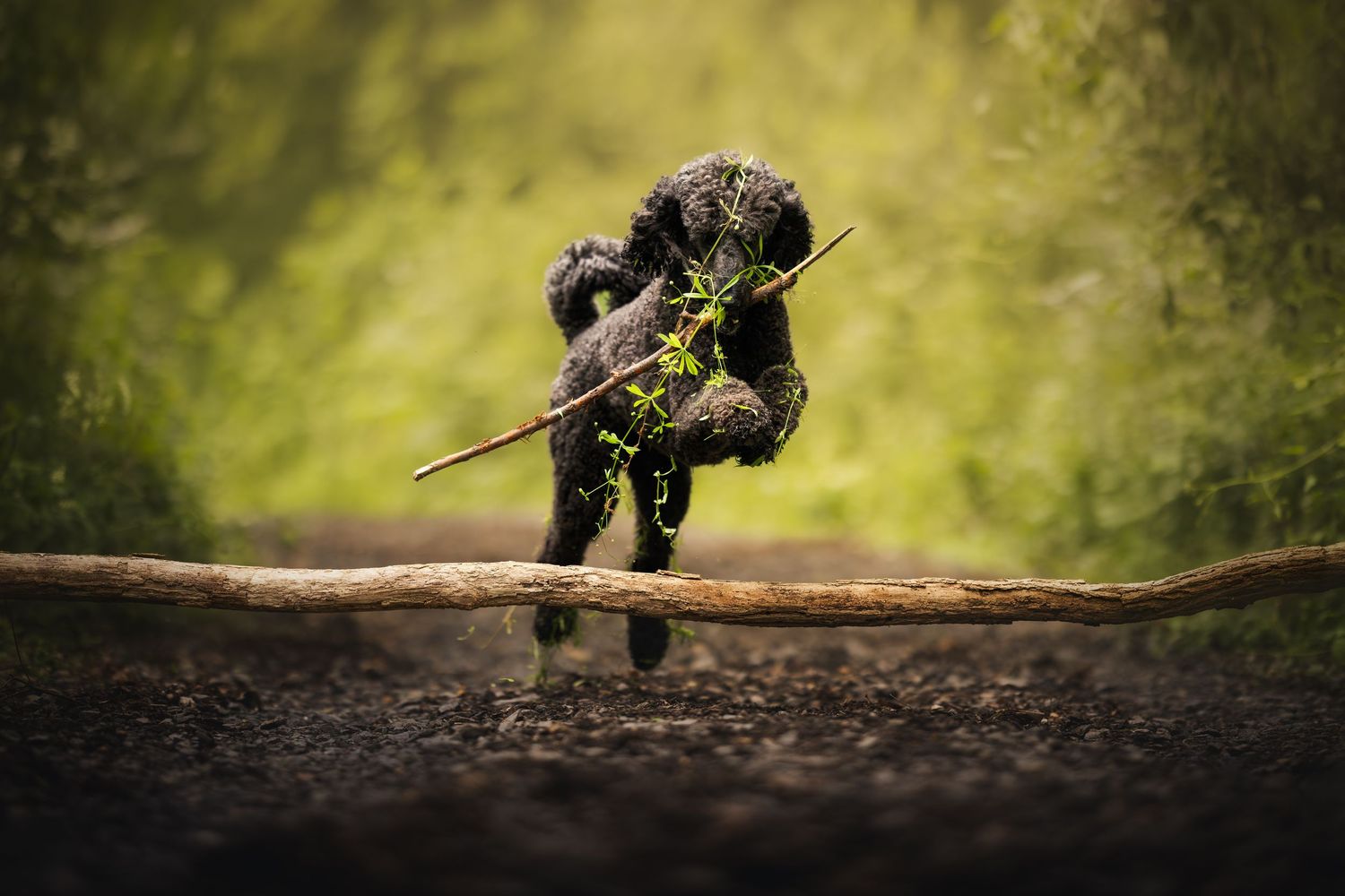 Black poodle dog jumping over agility course obstacles on indoor training field.