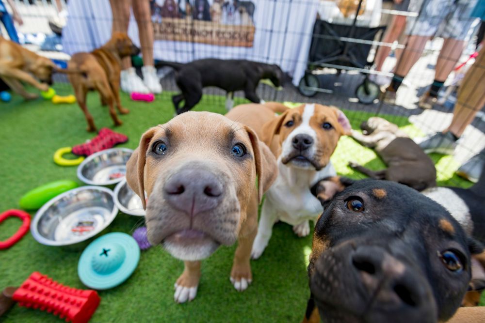 Close-up of playful dogs with toys at a daycare or boarding facility.