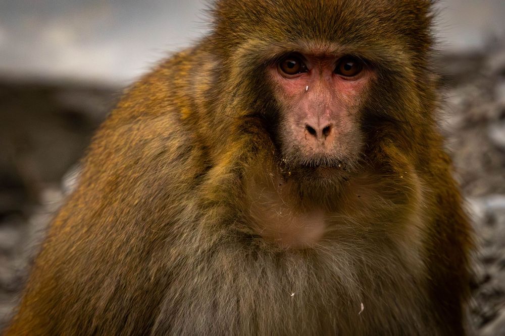 Close-up portrait of a Rhesus macaque with red face markings and golden-brown fur against a blurred background.