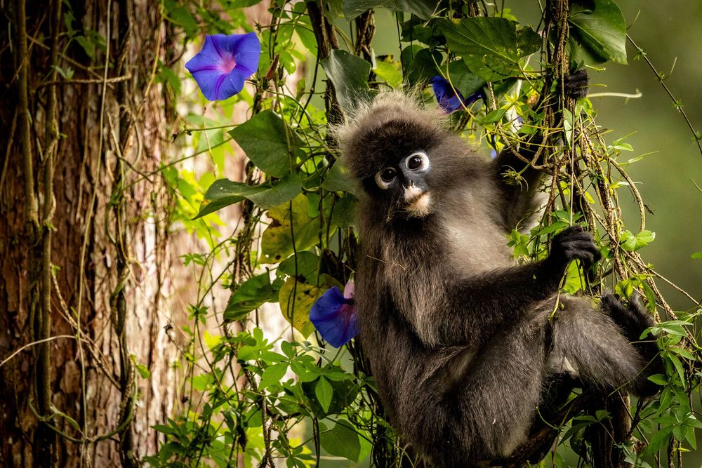 A fluffy dusky langur monkey perches among lush green vines and vibrant blue morning glory flowers in a tropical setting.