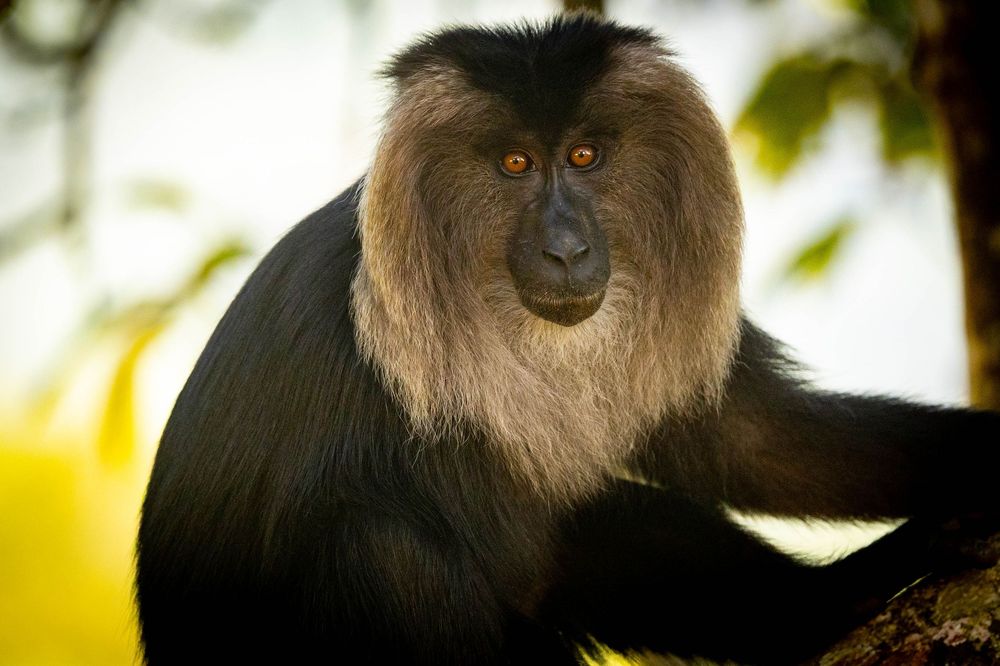 Majestic lion-tailed macaque with full silver mane resting on branch in soft forest light.