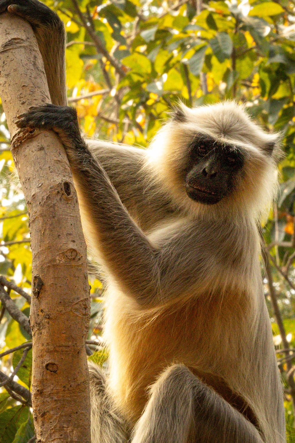 A gray langur monkey clings to a tree trunk, staring intently at the camera among green forest leaves.