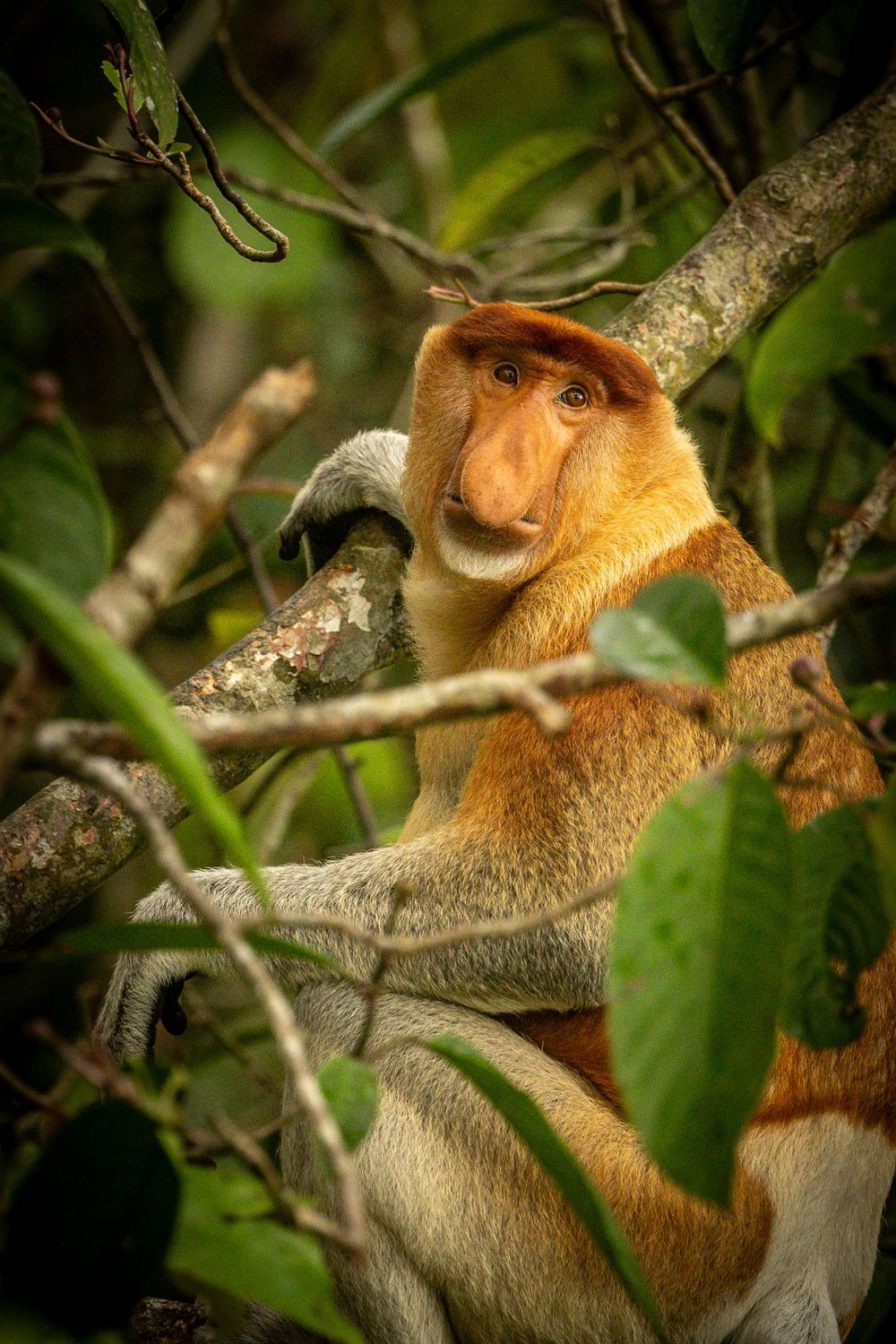 A proboscis monkey perches alert among tangled branches and green leaves in a dense tropical jungle.