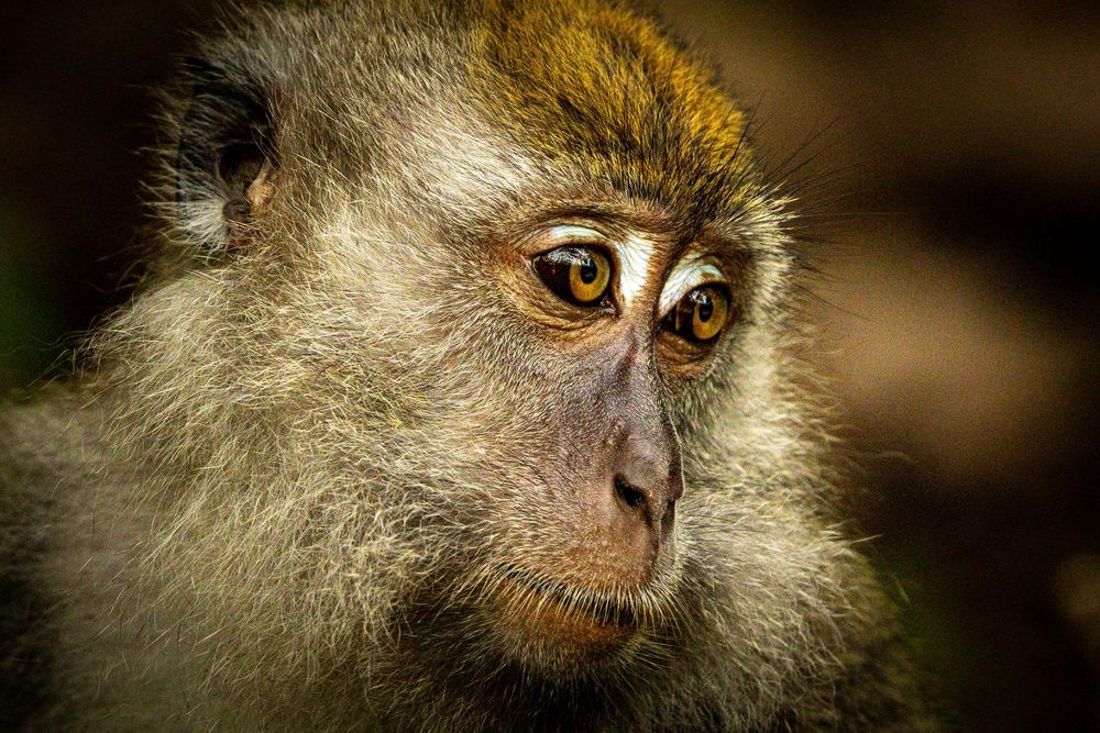 Close-up portrait of a wild long-tailed macaque monkey with expressive golden-brown eyes.