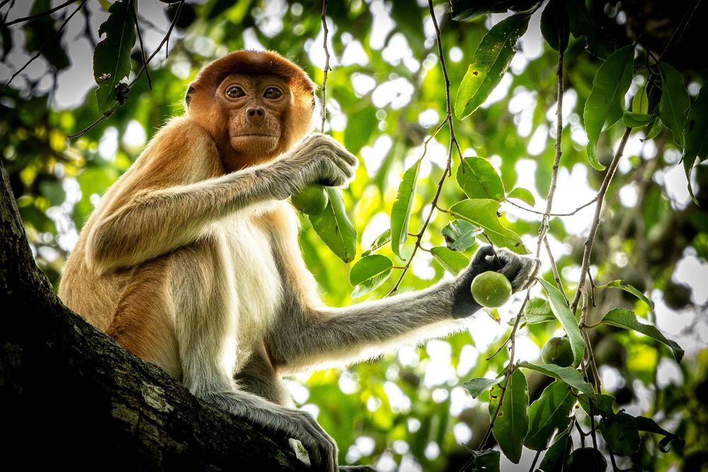 A young proboscis monkey sitting in a tree holding a small green fruit in sunlight.