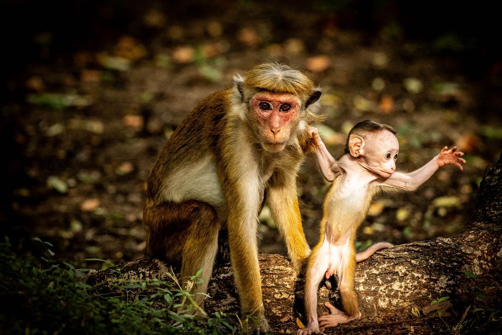 A mother macaque monkey walking with her baby clinging and reaching out on a forest floor.