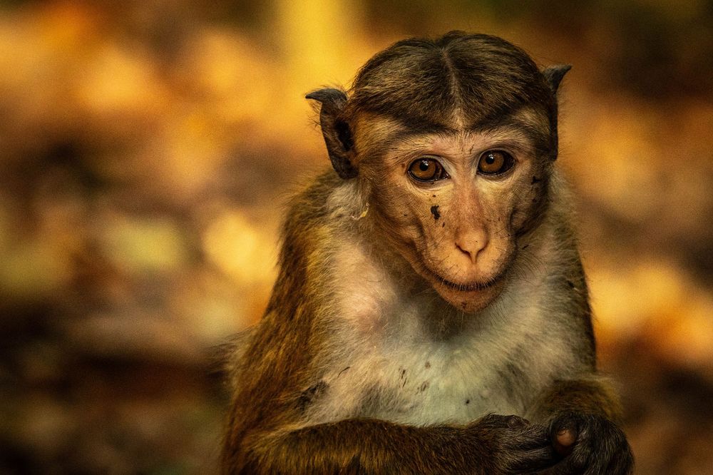 Close-up portrait of a young macaque monkey with expressive eyes against a warm golden bokeh background.