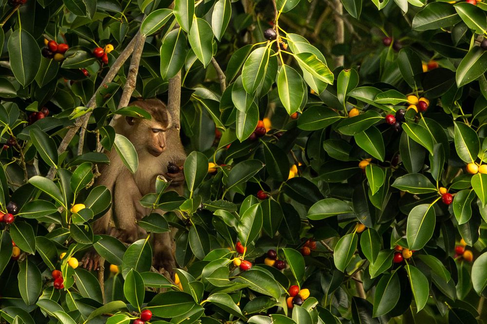 A small monkey forages among vibrant red and yellow berries in a dense green tropical tree.
