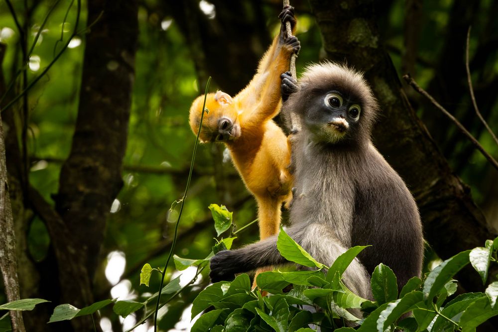 Adult dusky langur monkey sits in tropical tree while bright orange baby monkey hangs on branch above.