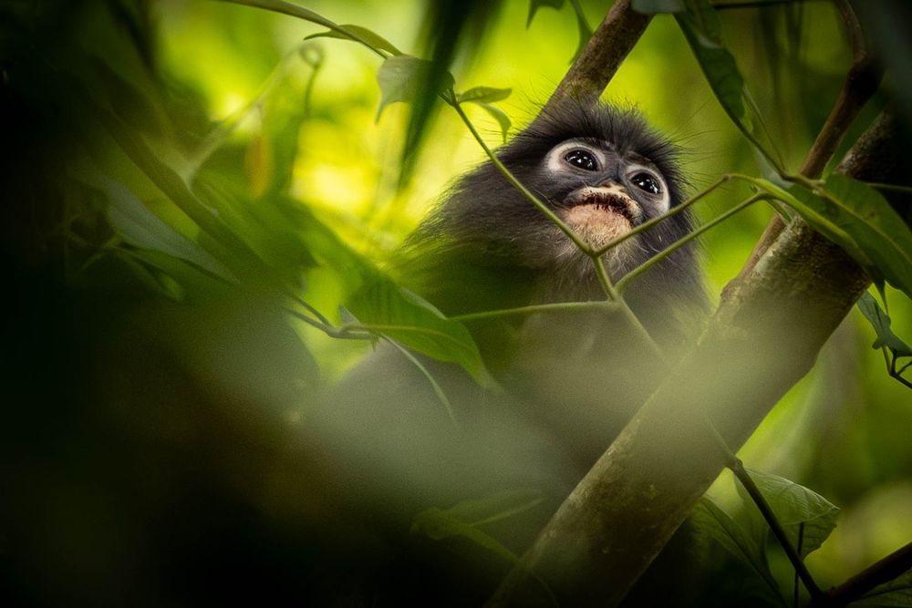 Dusky langur monkey peers through blurred green bamboo leaves in tropical forest habitat.